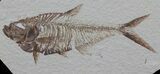 Detailed, Diplomystus Fossil Fish - Wyoming #63962-1